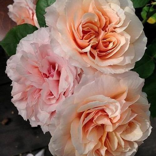 Csokros - Rózsa - Kizuna - Online rózsa vásárlás